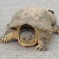 Common Snapping Turtle: Facts, Characteristics, Habitat and More