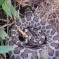 Eastern Massasauga Rattlesnake: Facts, Characteristics, Habitat and More