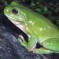 Green Tree Frog: Facts, Characteristics, Habitat and More