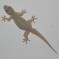 House Gecko: Facts, Characteristics, Habitat and More