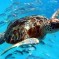Leatherback Turtle: Facts, Characteristics, Habitat and More