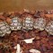 Leopard Tortoise: Facts, Characteristics, Habitat and More