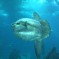 Ocean Sunfish: Facts, Characteristics, Habitat and More