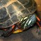 Painted Turtle: Facts, Characteristics, Habitat and More