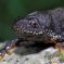 Palmate Newt: Facts, Characteristics, Habitat and More