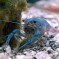 Procambarus Alleni: Facts, Characteristics, Habitat and More