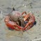 Procambarus Clarkii: Facts, Characteristics, Habitat and More