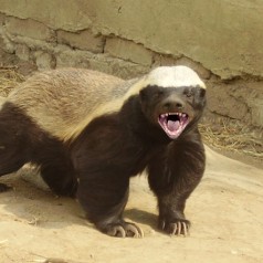 Ratel: Facts, Characteristics, Habitat and More