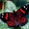 Red Admiral: Facts, Characteristics, Habitat and More