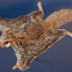 Southern Flying Squirrel: Facts, Characteristics, Habitat and More