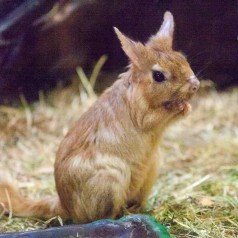 Springhare: Facts, Characteristics, Habitat and More