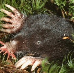 Star Nosed Mole: Facts, Characteristics, Habitat and More