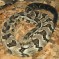 Timber Rattlesnake: Facts, Characteristics, Habitat and More