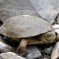 Western Pond Turtle: Facts, Characteristics, Habitat and More