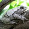 Gray Tree Frog: Facts, Characteristics, Habitat and More