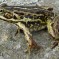 Pool Frog: Facts, Characteristics, Habitat and More Pool Frog: Facts, Characteristics, Habitat and More